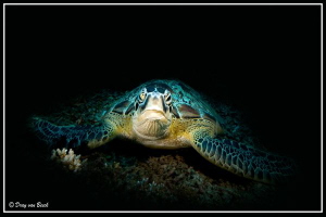 Green turtle... by Dray Van Beeck 
